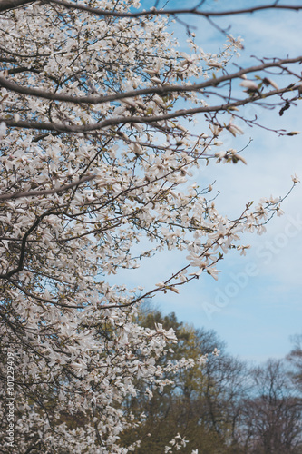 Magnolia branches in spring