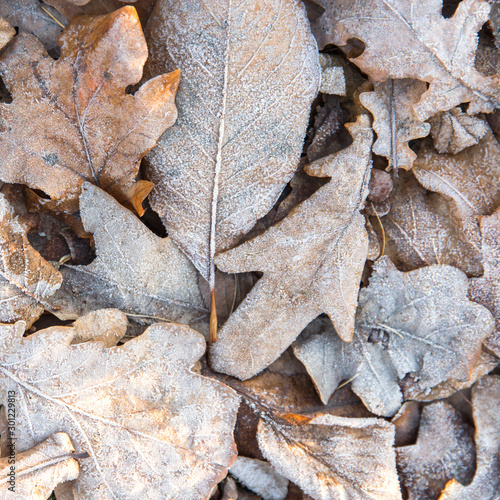 Top view of frozen dry yellow leaves - natural background. Winter morning. 