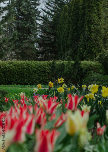 Lush flowering garden in spring