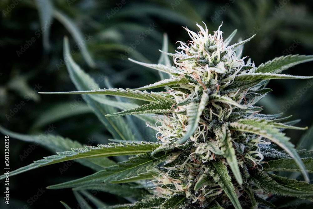 Cannabis Flower (Close-up) Cannabis Flower (Close-up)