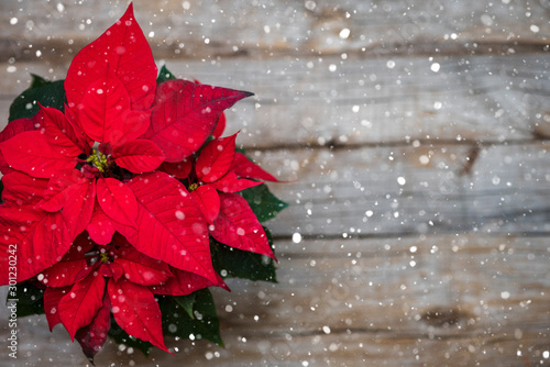 Obraz na plátně Red poinsettia, christmas traditional flower on wooden background