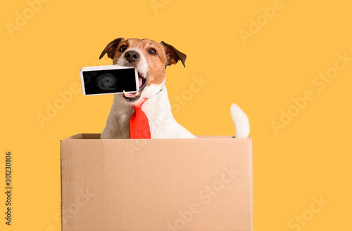 Works out of the box concept with dog holding smartphone in mouth sitting in box photo
