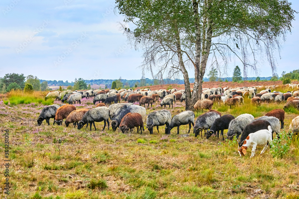 Fototapeta premium Schafherde in der Lüneburger Heide (Deutschland) der berühmten 