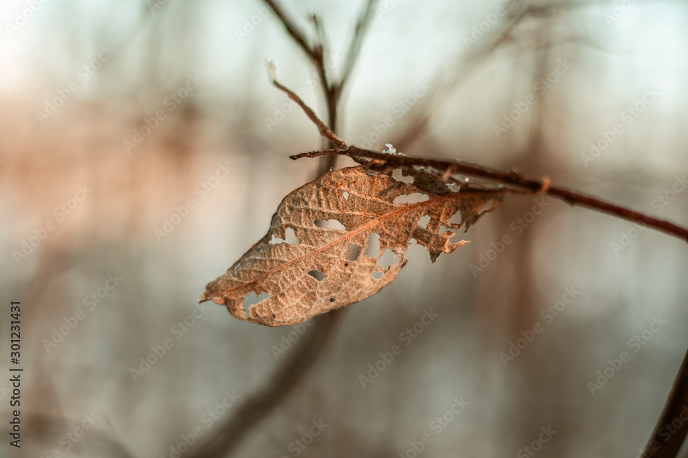 Obraz premium worm hole leaf frozen