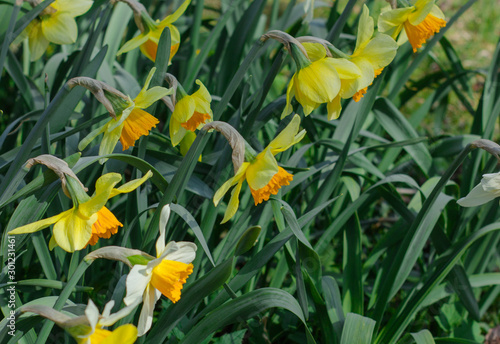 Daffodil flowers lined up