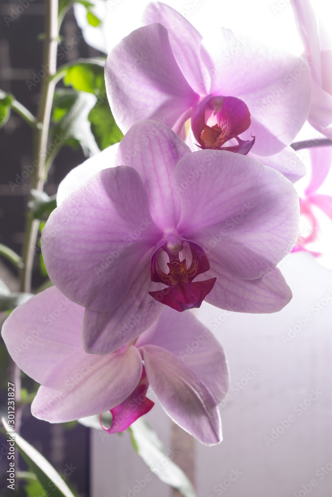 Fototapeta premium Close-up of a pink orchid flower. Orchid bud in high resolution.