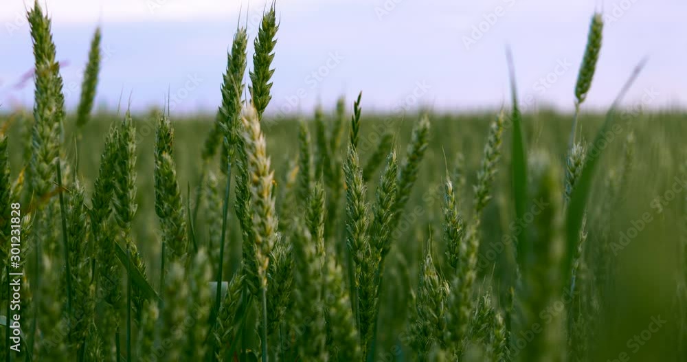 Slow motion wheat ears field against the background of the blue sky. Shot filmed in 4k Ultra HD resolution Slow motion wheat ears field against the background of the blue sky. Shot filmed in 4k Ultra HD resolution