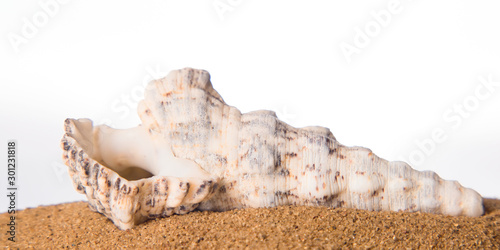 Seashell in the sand on the beach on a white background photo