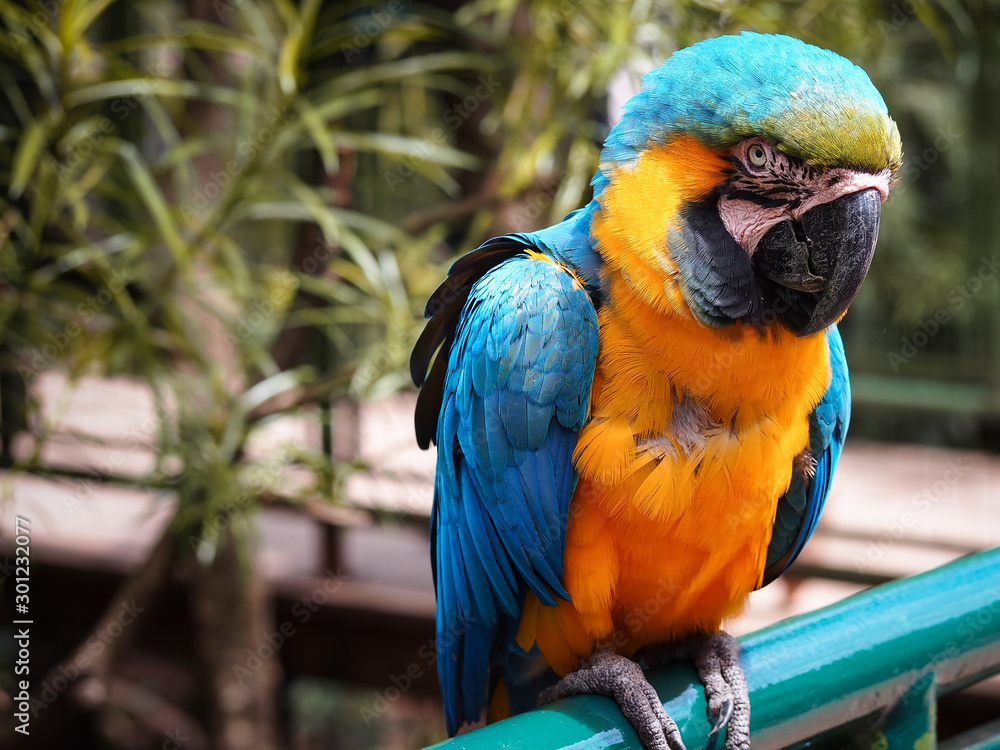 very beautiful portrait of a blue and yellow macaw resting on a tube with vegetation behind very beautiful portrait of a blue and yellow macaw resting on a tube with vegetation behind