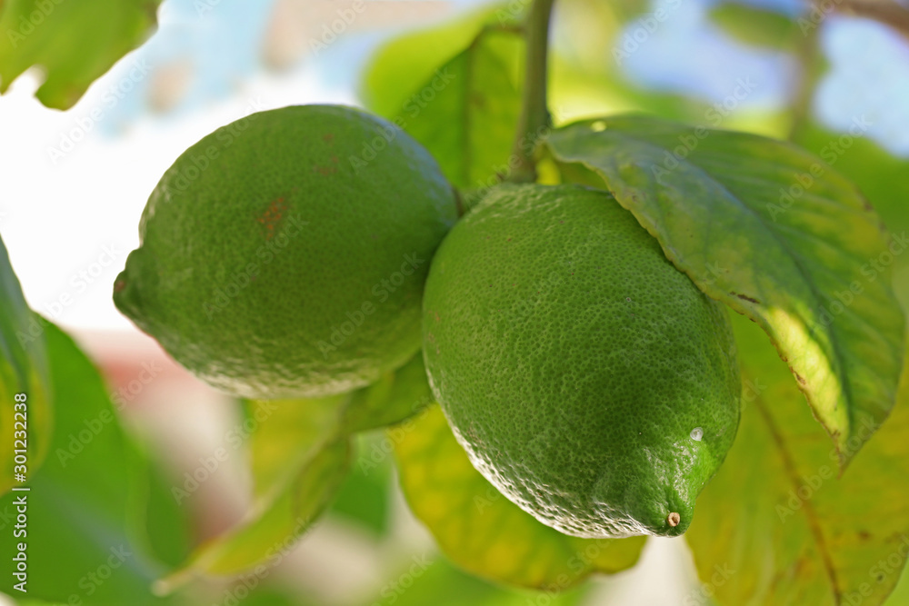 Fresh green lemons on a tree. Fresh green lemons on a tree.