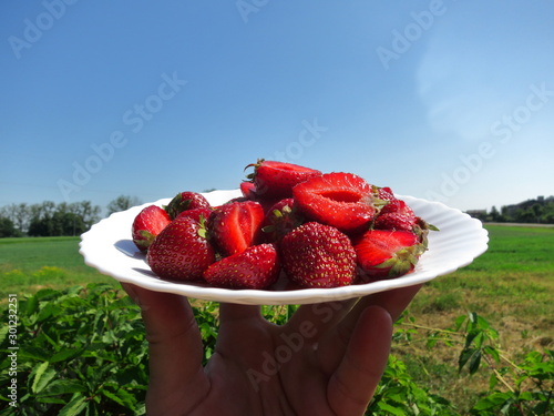 Background of whole strawberries in white plate close up on nature background with blue sky