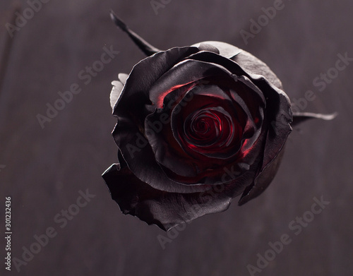 Black red rose on black background photo