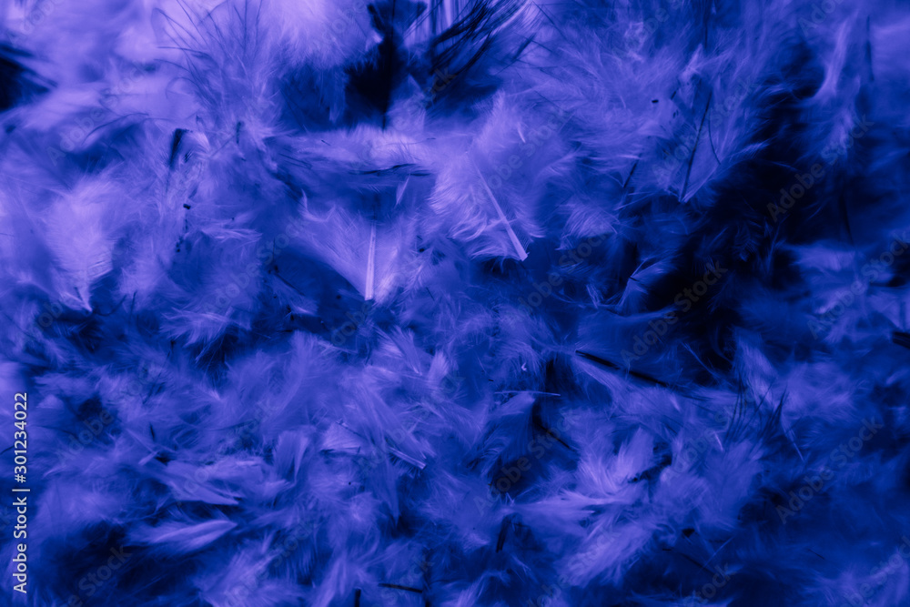 Beautiful abstract colorful pink and purple feathers on dark background and soft white blue feather texture on white pattern