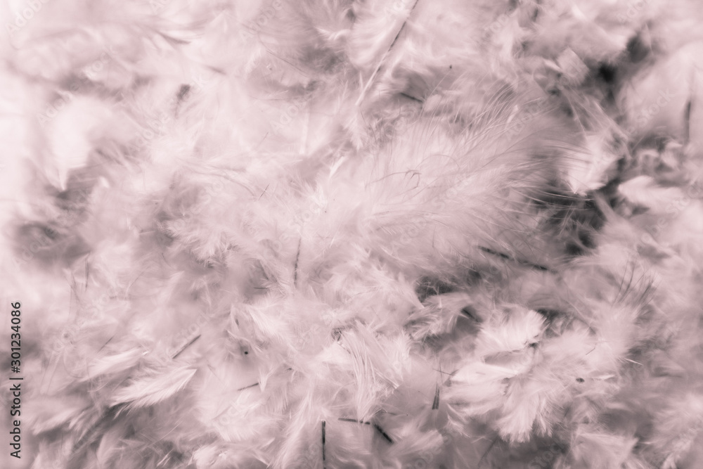Beautiful abstract colorful pink and purple feathers on dark background and soft white red feather texture on white pattern Beautiful abstract colorful pink and purple feathers on dark background and soft white red feather texture on white pattern