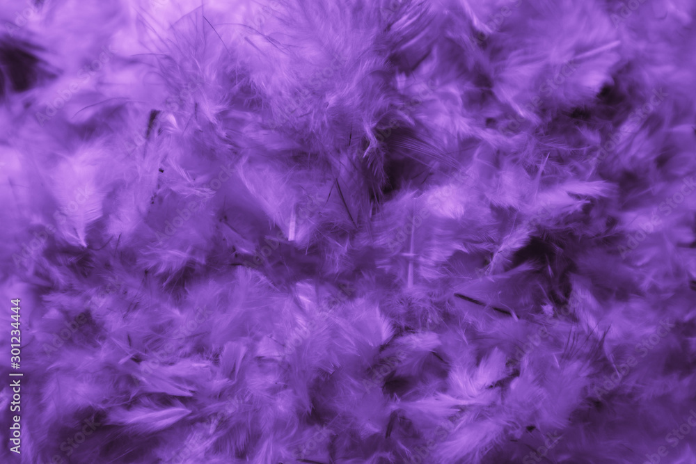 Beautiful abstract colorful pink and purple feathers on dark background and soft white blue feather texture on white pattern Beautiful abstract colorful pink and purple feathers on dark background and soft white blue feather texture on white pattern