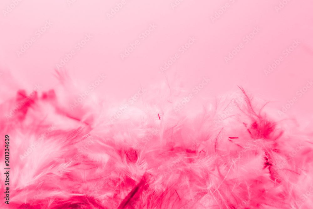 Beautiful abstract colorful pink and purple feathers on dark background and soft white red feather texture on white pattern
