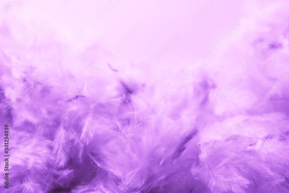 Beautiful abstract colorful pink and purple feathers on dark background and soft white blue feather texture on white pattern