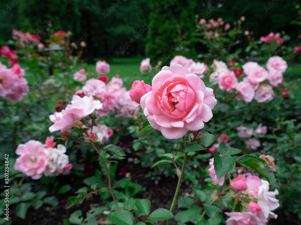 Beautiful and delicate pink tea roses in the garden on green bushes. One rose close up on the blurred background.