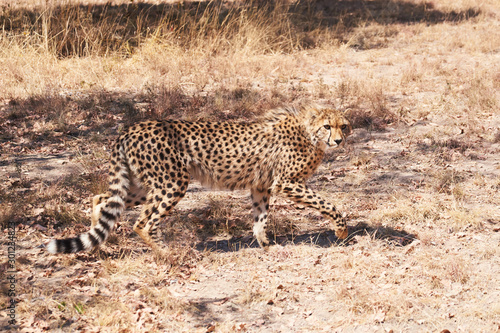 chetaah walking in dry grass facing camera - series of cheetah