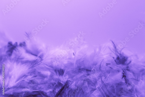 Beautiful abstract colorful pink and purple feathers on dark background and soft white blue feather texture on white pattern
