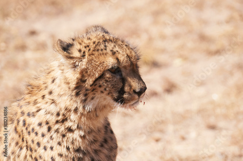 chetaah with meat in whiskers facing camera - series of cheetah photo