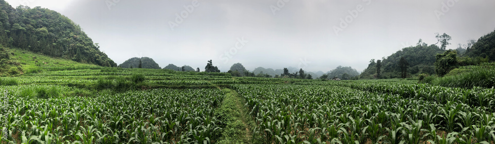 green corn field at Ha Giang province North Vietnam, mountains and clouds