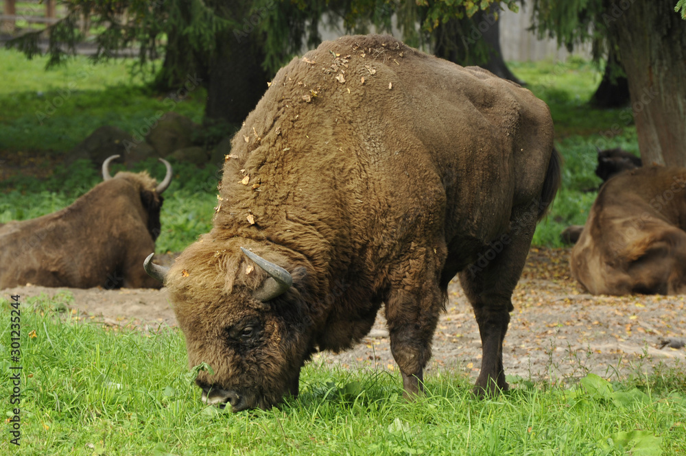 Bison in a natural setting.