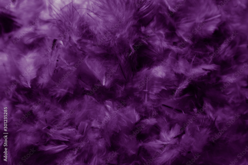 Beautiful abstract colorful pink and purple feathers on dark background and soft white blue feather texture on white pattern