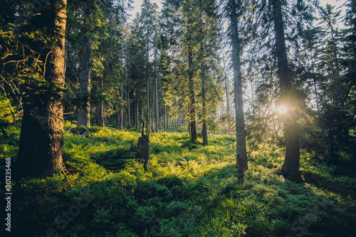 Sunrise in green europen forest