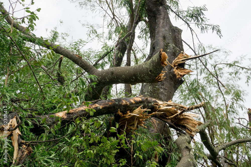 A large Tree that fell over during a Thunder Storm with Gale Force Winds A large Tree that fell over during a Thunder Storm with Gale Force Winds