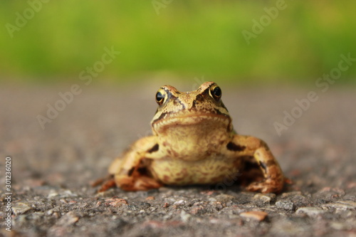 Portrait of a brown frog. Close up of a frog in a natural habitat.