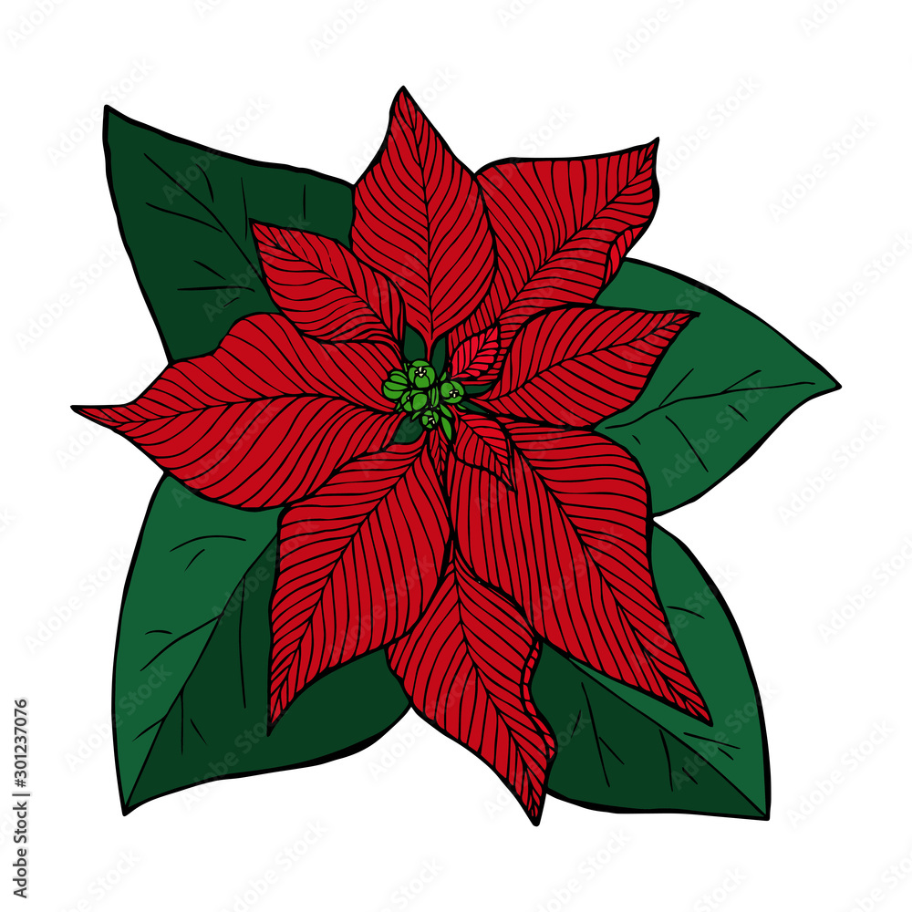 Poinsettia red line sketch in color, christmas flower