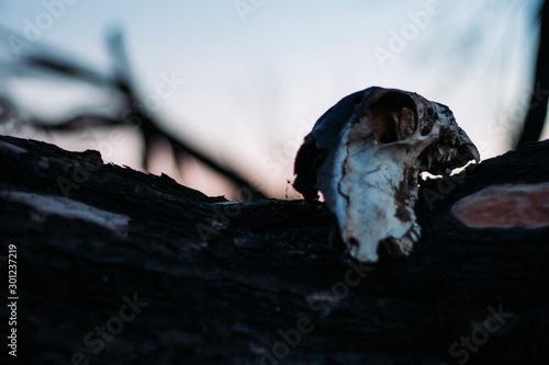 Valokuvatapetti Burned goat skull after a fire full of ashes on the ground, Death of an animal
