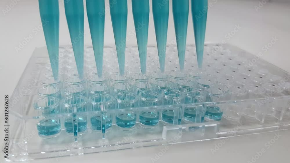 pipetting a blue liquid into a micro titer plate using a multi channel pipette