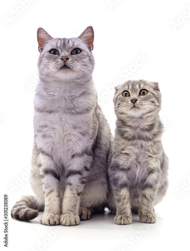 Fototapeta Naklejka Na Ścianę i Meble -  Cat with kitten.