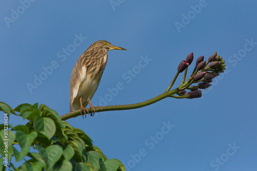 Indian Pond Heron (Ardeola grayii) photo