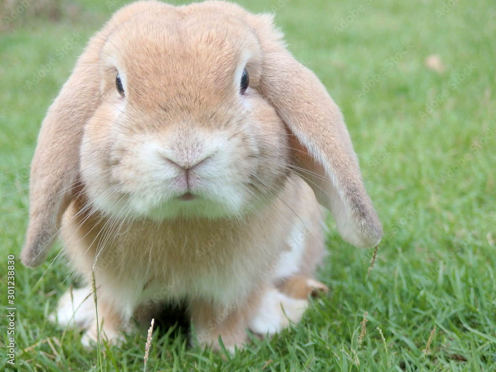 lapin /mammifére