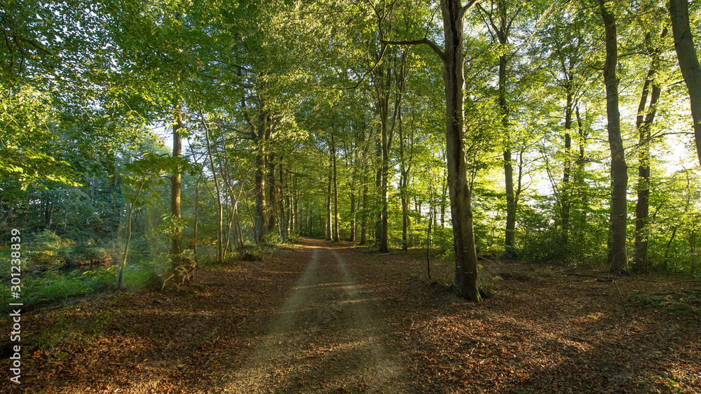 Fototapeta premium La Forêt du Mesnil / Bretagne / France