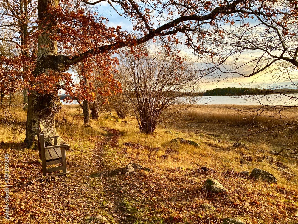 autumn in the park