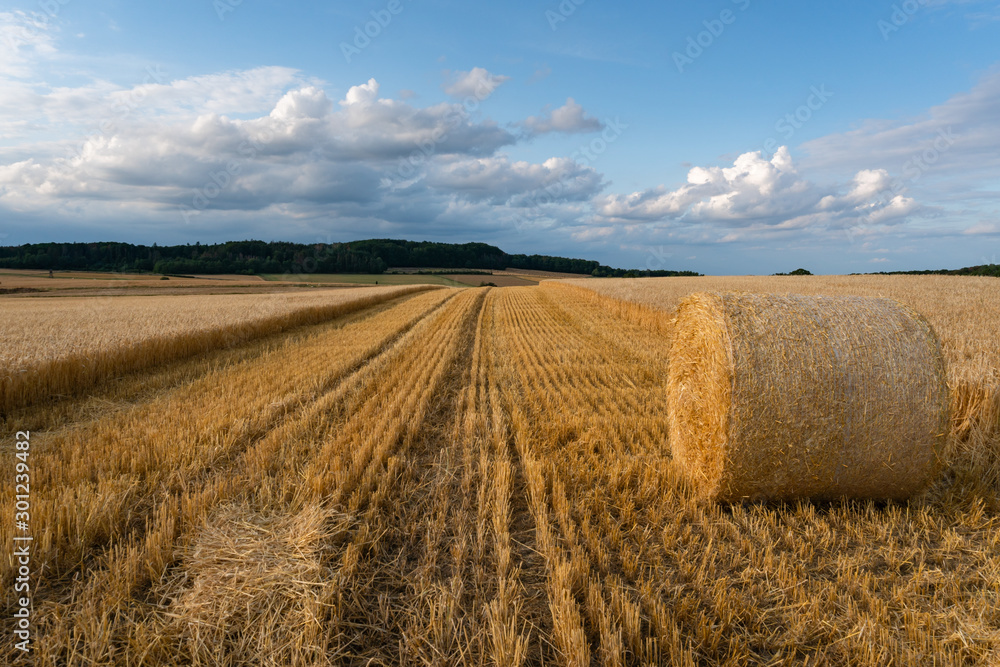 field with hay bales of straw