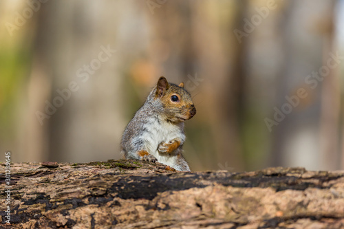 Eastern grey squirrel taken on a fall background of golden leaves  in Quebec  Canada.