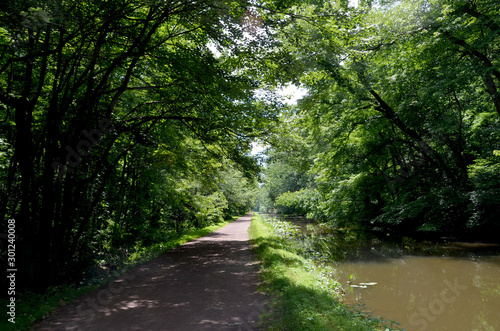 road in forest