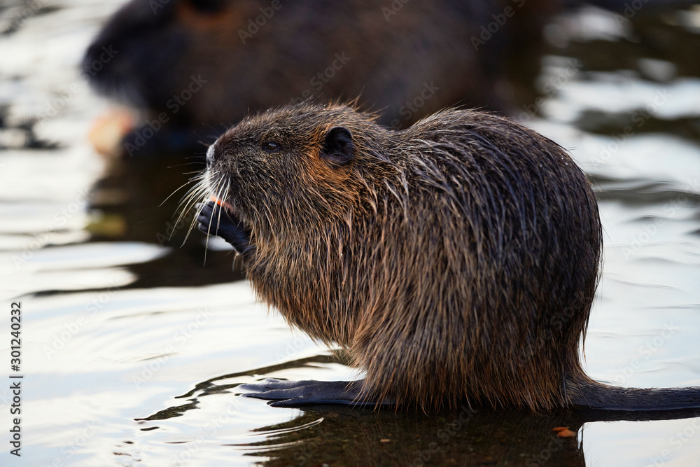 Small young coypu eating a carrot. On background is a river. Natural environment. Also known as nutria or Myocastor coypus. Small young coypu eating a carrot. On background is a river. Natural environment. Also known as nutria or Myocastor coypus.