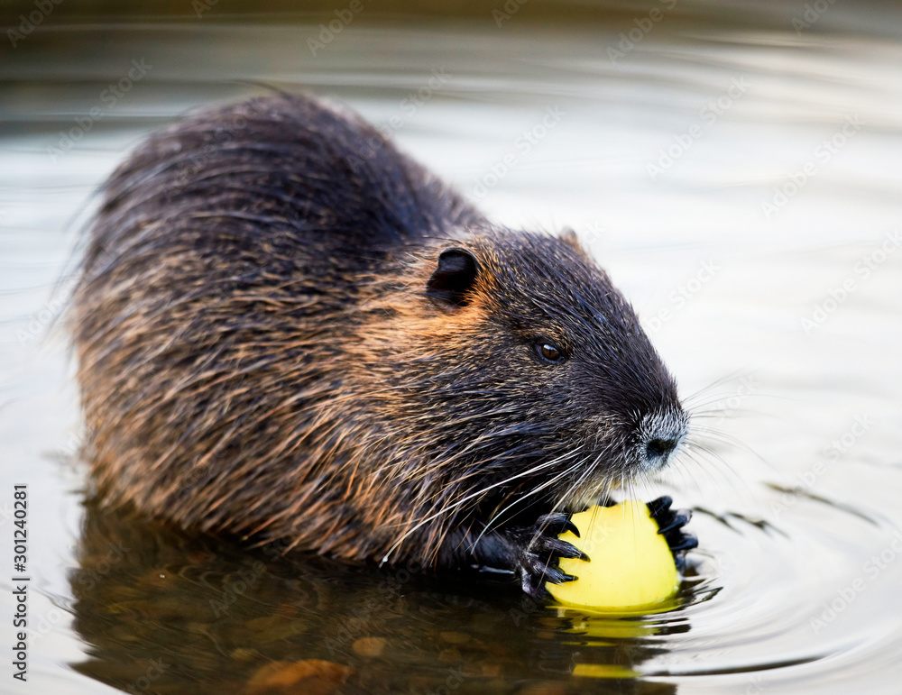 Small young coypu eating a carrot. On background is a river. Natural environment. Also known as nutria or Myocastor coypus. Small young coypu eating a carrot. On background is a river. Natural environment. Also known as nutria or Myocastor coypus.