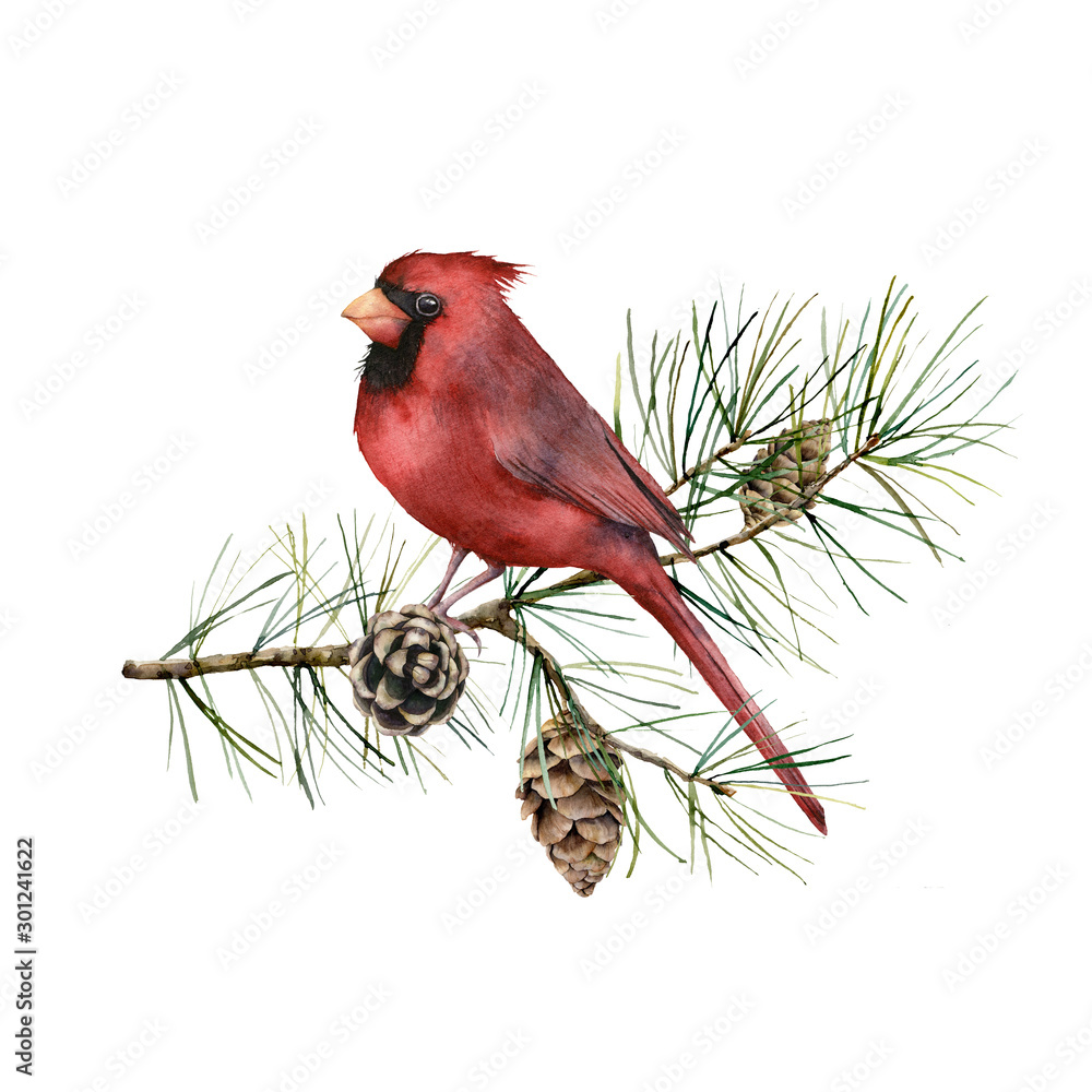 Obraz Watercolor Christmas composition with cardinal. Hand painted winter card with bird, fir branch and cones isolated on white background. Botanical illustration for design, print, fabric or background.