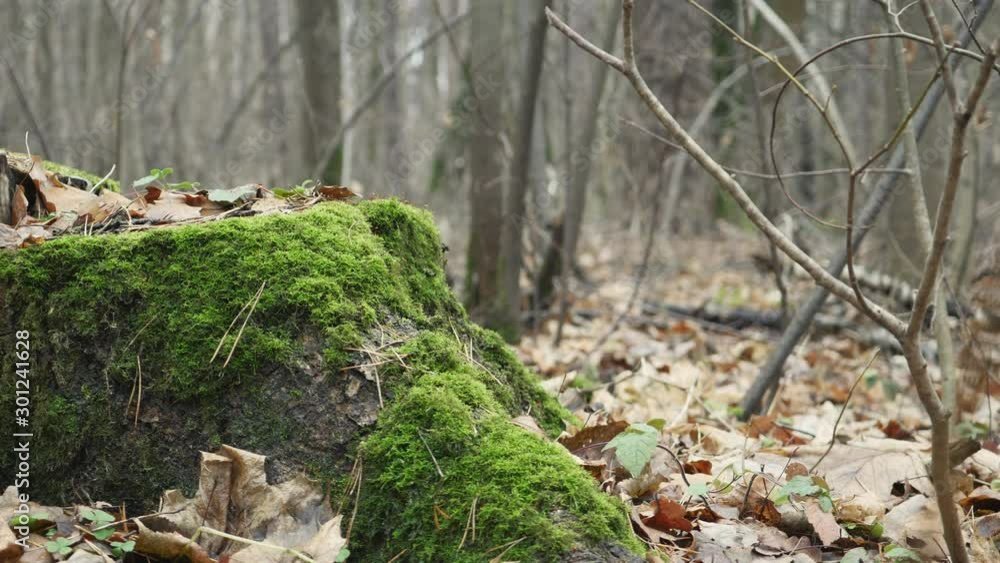Tree Stump With Green Moss In Late Autumn Forest Panning Slider Shot. Tree Stump With Green Moss In Late Autumn Forest Panning Slider Shot.