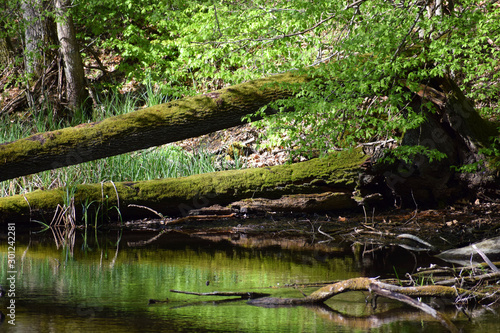 Fototapeta Naklejka Na Ścianę i Meble -  backwaters in the woods mazury poland