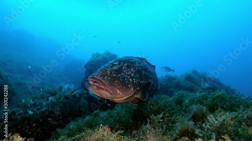 Big grouperfish in a reef - Mediterranean sea life photo