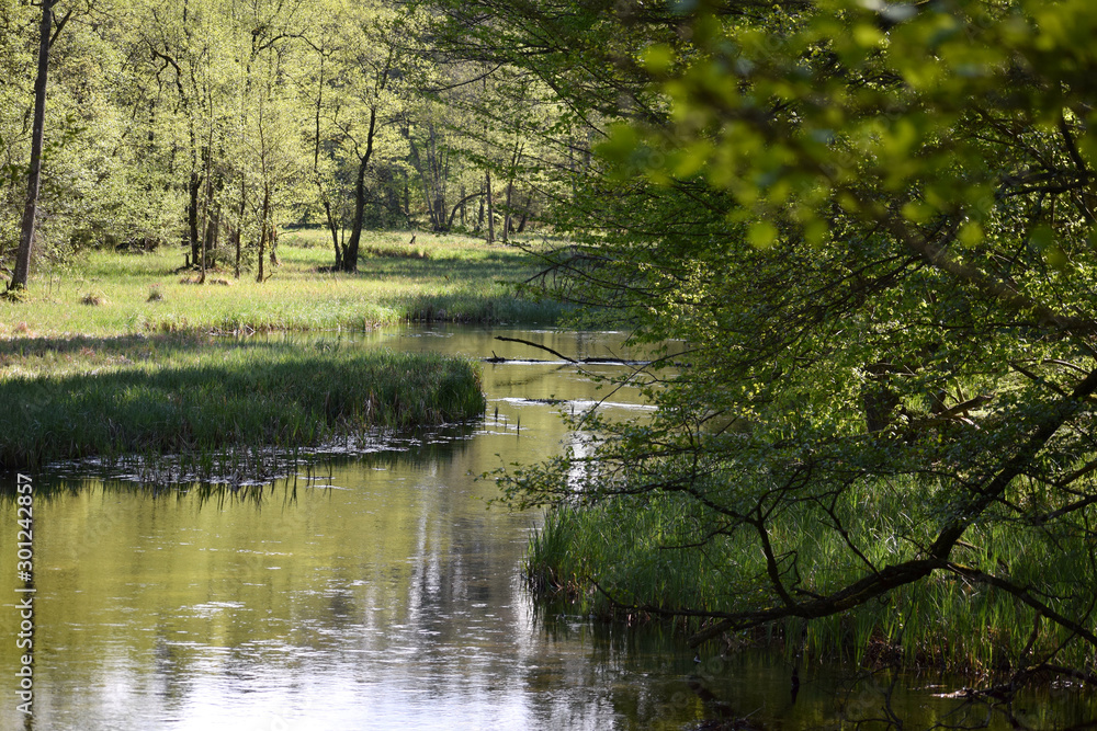 backwaters in the woods mazury poland