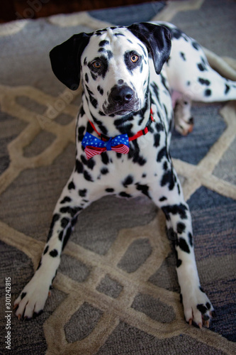 Dalmation Dog